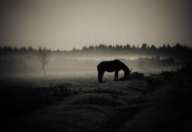 Original Black & White Animal Photography by Esther Towler