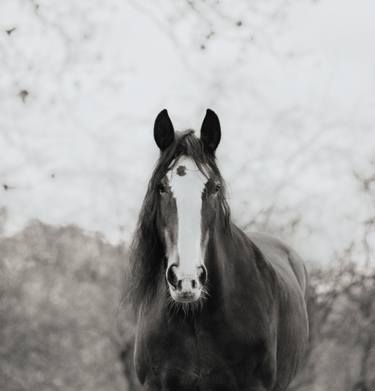 Original Black & White Animal Photography by Esther Towler